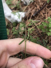 Vicia minutiflora