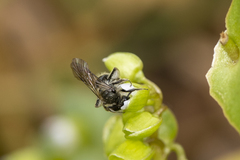 Andrena anisochlora