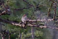 Synallaxis albescens