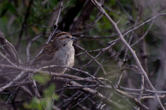 Rhynchospiza strigiceps