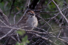 Rhynchospiza strigiceps