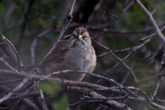 Rhynchospiza strigiceps