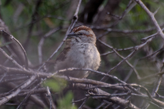 Rhynchospiza strigiceps