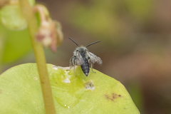 Andrena anisochlora