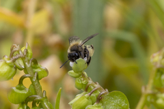 Andrena anisochlora