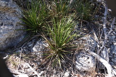 Yucca reverchonii