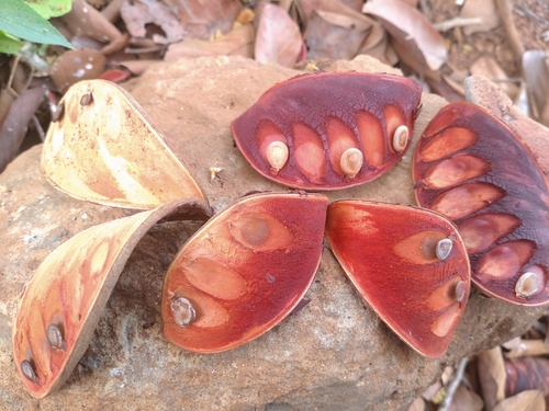 Image of Xylia xylocarpa by (c) Utain Pummarin, some rights reserved (CC BY)