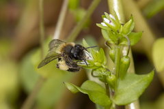 Andrena anisochlora