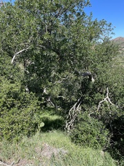 Quercus pacifica