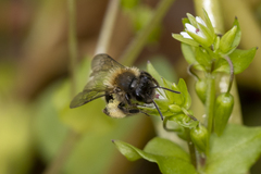 Andrena anisochlora
