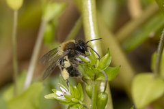 Andrena anisochlora