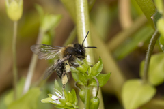 Andrena anisochlora