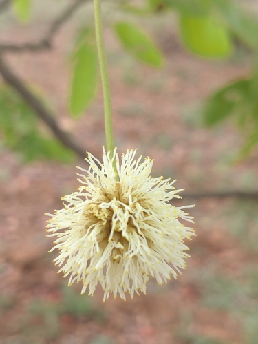 Image of Xylia xylocarpa by (c) Utain Pummarin, some rights reserved (CC BY)