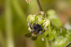 Andrena anisochlora