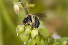 Andrena anisochlora