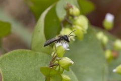 Andrena anisochlora