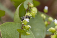 Andrena anisochlora