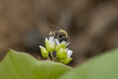 Andrena anisochlora