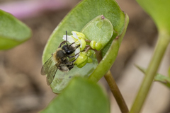 Andrena anisochlora