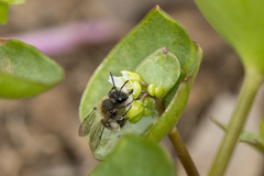 Andrena anisochlora