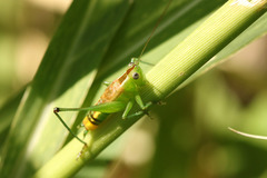 Conocephalus ochrotelus