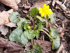 Ficaria verna