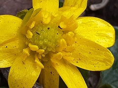 Ficaria verna