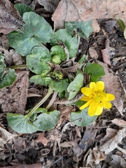 Ficaria verna