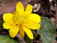 Ficaria verna