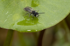 Andrena anisochlora