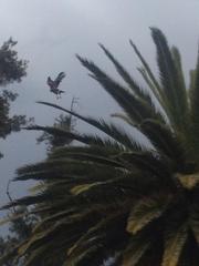 Parabuteo unicinctus