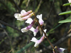 Vicia villosa pseudocracca