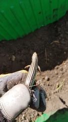 Plestiodon septentrionalis