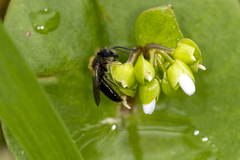 Andrena anisochlora