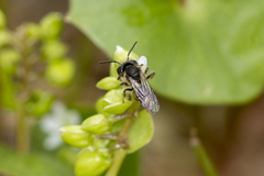 Andrena anisochlora