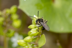 Andrena anisochlora