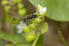 Andrena anisochlora