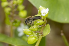 Andrena anisochlora