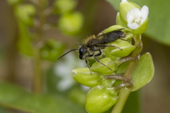 Andrena anisochlora
