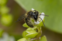Andrena anisochlora