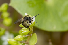 Andrena anisochlora
