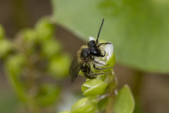 Andrena anisochlora