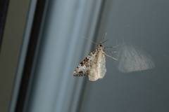 Xanthorhoe iduata