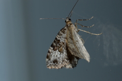 Xanthorhoe iduata
