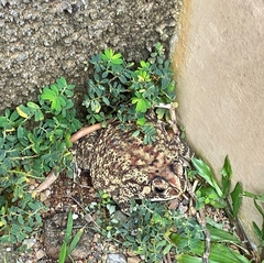 Duttaphrynus melanostictus