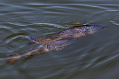 Cyprinus carpio carpio