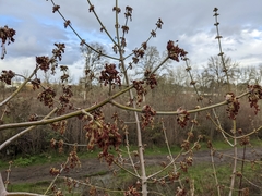 Acer