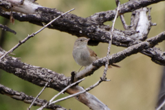 Furnariinae