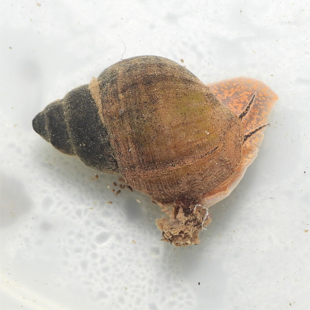 River Snails from Caroline County, MD, USA on March 15, 2022 at 0103