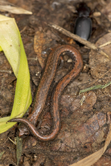 Batrachoseps gregarius